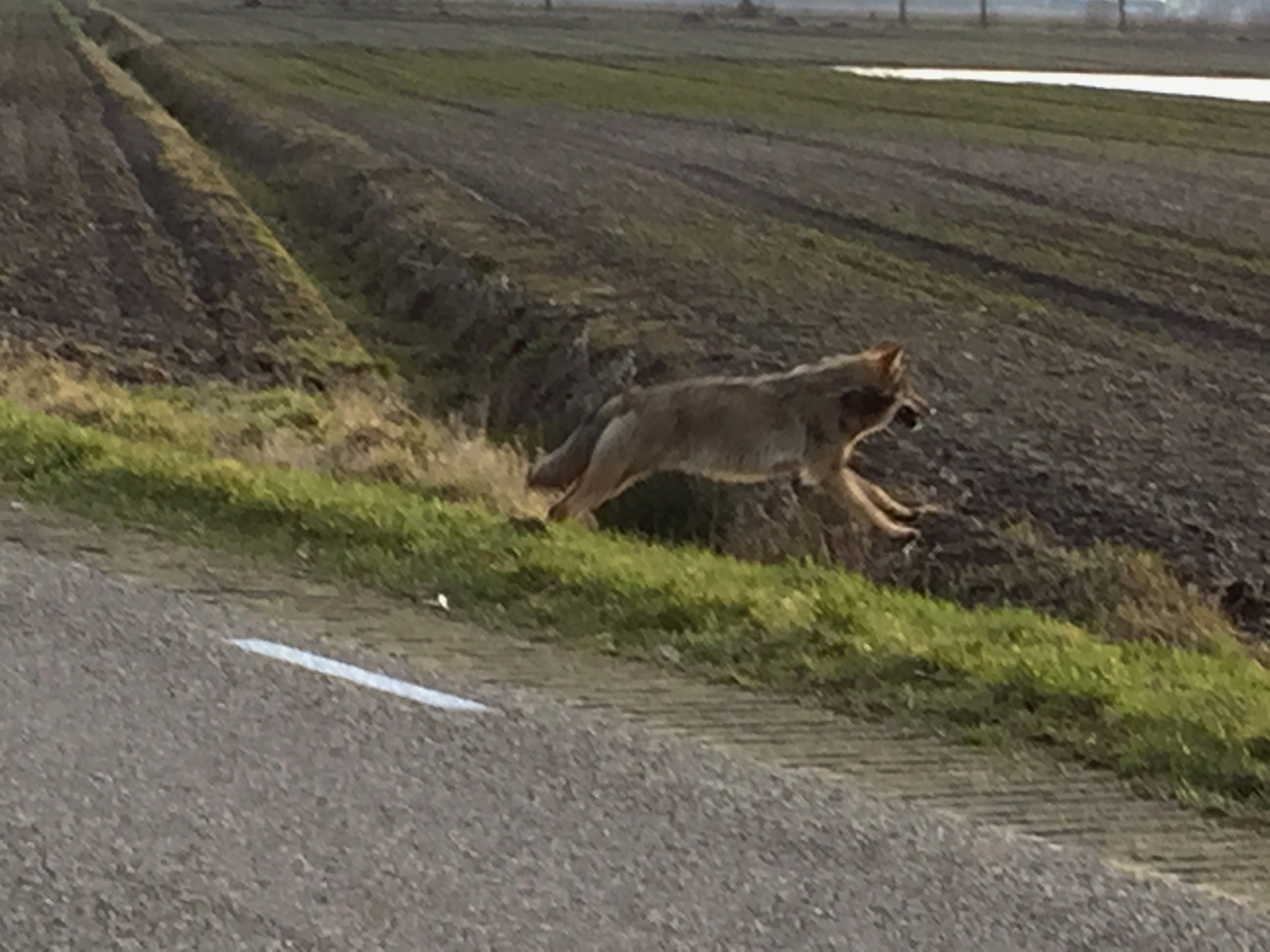 Wolf in Drenthe