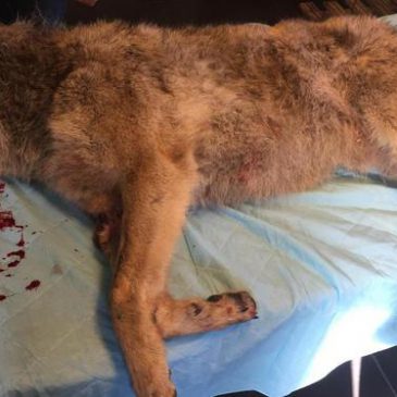 Dode wolf gevonden bij het Drentse Veeningen