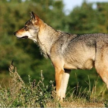 Mogelijk een wolf waargenomen in de omgeving Appelscha