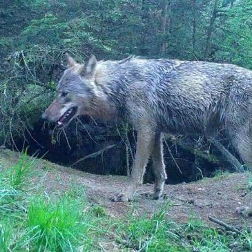 De definitieve komst van de wolf in Drenthe komt dichterbij