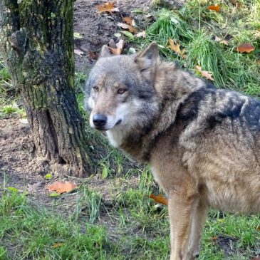 Wolf slaat toe in centraal Drenthe