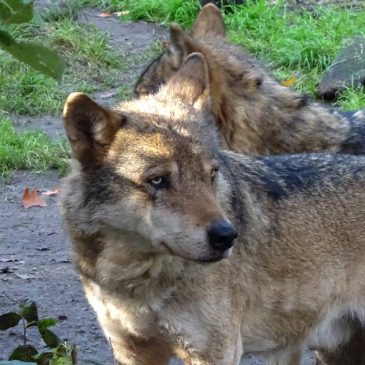 Drenthe krijgt gebiedscommissie om wolvenschade te voorkomen