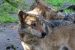 Drenthe krijgt gebiedscommissie om wolvenschade te voorkomen