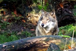 Voor tweede maal vestigt zich een wolf in Drenthe