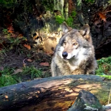 Voor tweede maal vestigt zich een wolf in Drenthe