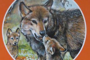 Drie wolvenwelpen gezien in Zuidwest-Drenthe en Zuidoost-Fryslân