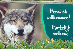 In Duitsland is de aloude strijd tussen mens en wolf terug